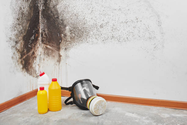 Best Crawl Space Mold Remediation in Arnold, CA