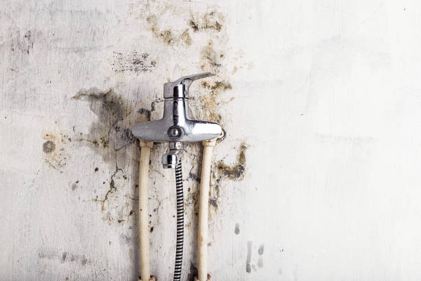 Best Basement Mold Remediation in Arnold, CA