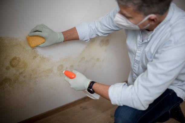 Best Industrial Mold Remediation in Arnold, CA