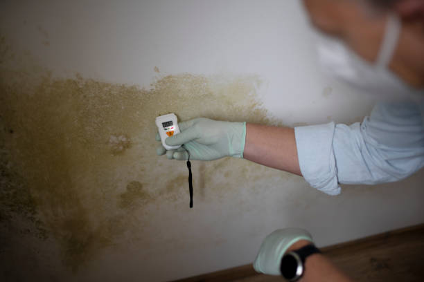 Arnold, CA Mold Remediation Company