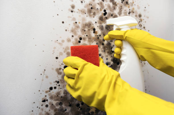 Best White Mold Remediation in Arnold, CA