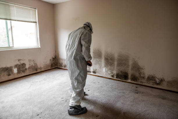 Best Residential Mold Remediation in Arnold, CA