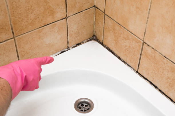 Best Mold Testing and Inspection Services in Arnold, CA